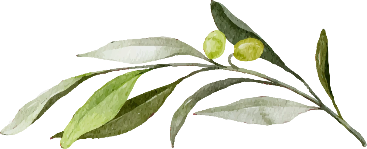 Olivenbaumzweig Aquarell